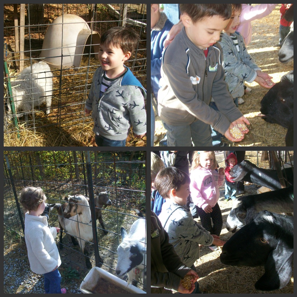 Feeding the goats